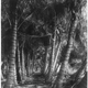 Illustration for article titled Coconut